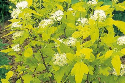 PĘCHERZNICA kalinolistna NUGGET