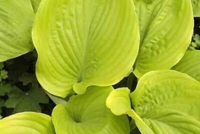 Funkia Hosta AGE OF GOLD