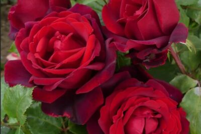 Róża wielkokwiatowa PAPA MEILAND