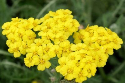 Krwawnik tarczowaty MOONSHINE