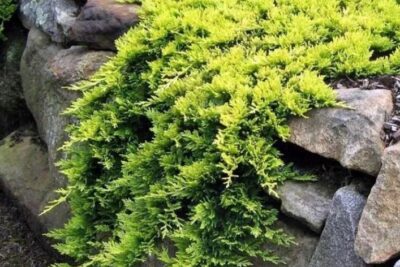 Jałowiec płożący MOTHER LODE