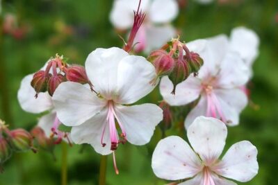 Bodziszek kantabryjski BIOKOVO