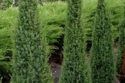 Jałowiec pospolity ARNOLD