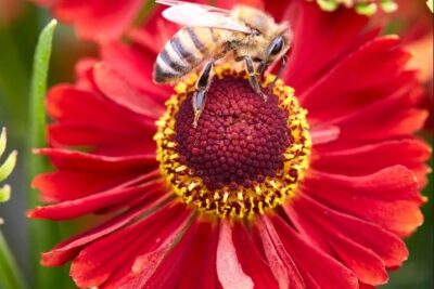 Dzielżan jesienny RANCHERA