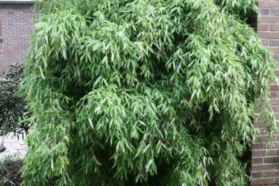 Fargezja parasolowata SIMBA BAMBUS