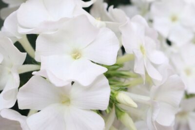 Floks wiechowaty FLAME WHITE