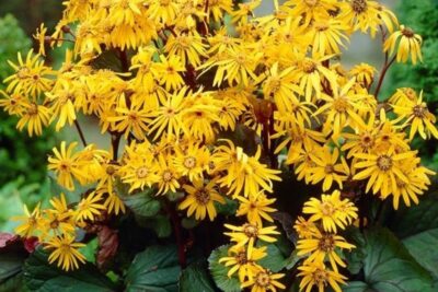 Języczka pomarańczowa OTHELLO DONICZKA XXL 5L