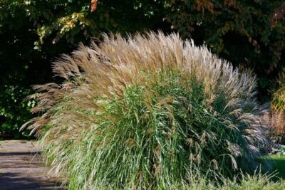 Miskant chiński YAKUSHIMA DWARF