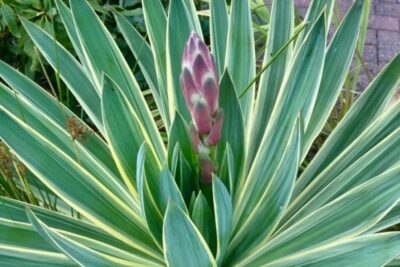 Juka yucca GLORIOSA VARIEGATA