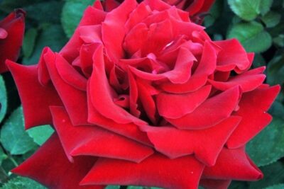 Róża wielkokwiatowa IRENA