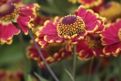 Dzielżan jesienny BANDERA