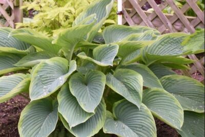 Funkia Hosta WU-LA-LA