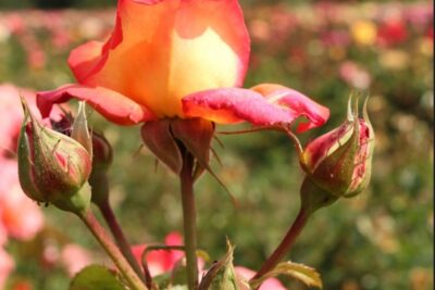 Róża wielkokwiatowa DIE WELT