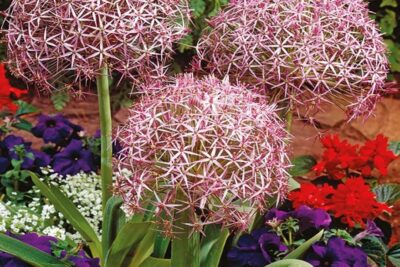 Alium Christophii CZOSNEK KRZYSZTOFA