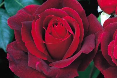 Róża wielkokwiatowa MR LINCOLN