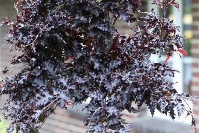 Buk pospolity ROHAN WEEPENIG