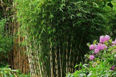 Fargezja olbrzymia CAMPBELL BAMBUS mrozoodporny w DONICZCE XXL 4 L