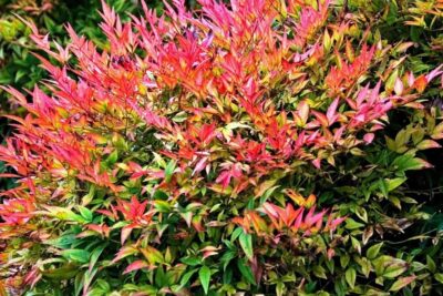 Nandina domestica RICHMOND