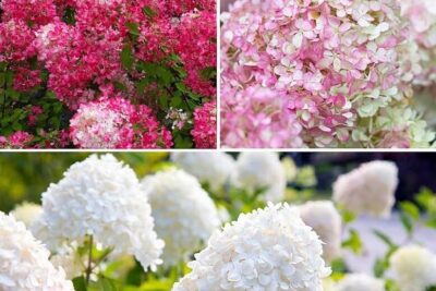 Hortensja bukietowa PETITE FLORI