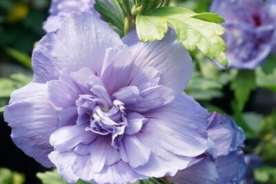 Hibiskus ogrodowy BLUE CHIFFON