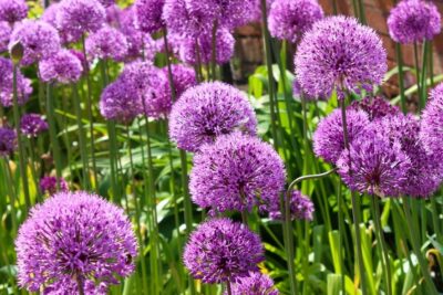 Czosnek ozdobny GLOBEMASTER bardzo EFEKTOWNE KULE