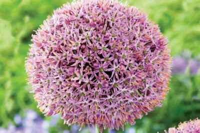 Czosnek ozdobny LUCKY BALOONS