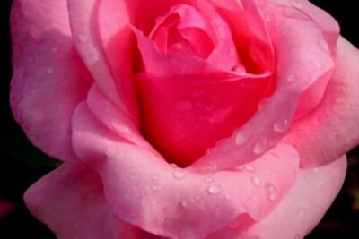 Róża wielkokwiatowa MAZOWSZE