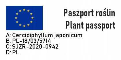Grujecznik japoński PENDULUM - obrazek 4
