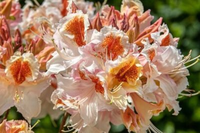 Azalia wielkokwiatowa JOCK BRYDON