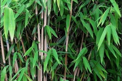 Fargezja lśniąca OBELISK BAMBUS