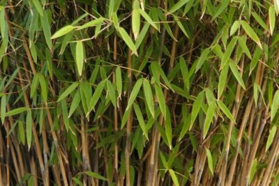 Fargezja lśniąca VOLCANO BAMBUS