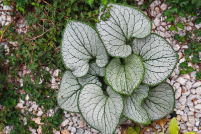 Brunnera wielkolistna SILVER HEART