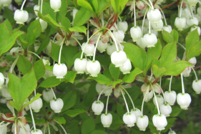 Enkiant dzwonkowaty PRETTYCOAT