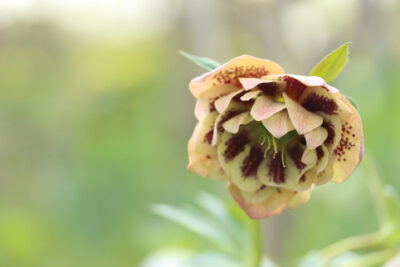 Ciemiernik DOUBLE ELLEN YELLOW SPOTTED