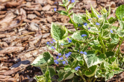 Brunnera wielkolistna VARIEGATA