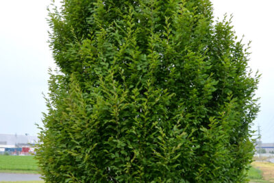 Grab pospolity FRANS FONTAINE kolumnowy