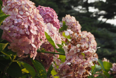 Hortensja bukietowa PETITE STAR