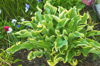 Funkia Hosta SHADOWLAND WEE