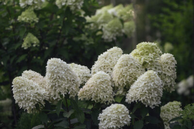 Hortensja bukietowa SKYFALL