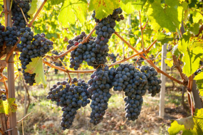 Winogrono czarne NERO