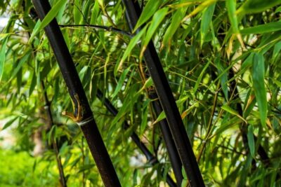 Fargezja lśniąca BLACK PEARL BAMBUS