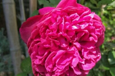 Róża okrywowa MERKURY 2000 bardzo DŁUGO KWITNIE