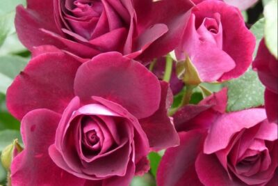 Róża rabatowa BURGUNDY ICEBERG