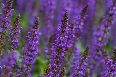 Szałwia omszona MAINACHT