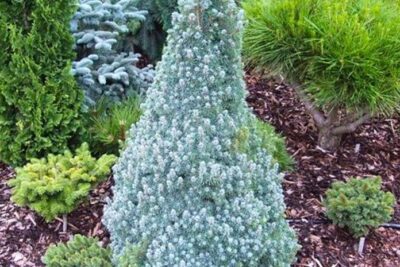 Świerk biały SANDER'S BLUE