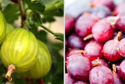 Agrest DUO czerwony i żółty