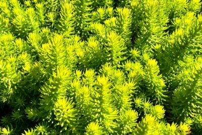 Rozchodnik nicejski GOLD