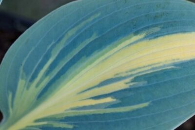 Funkia Hosta MAGIC ISLAND