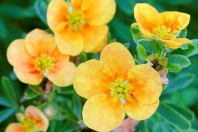 Pięciornik krzewiasty MANGO TANGO