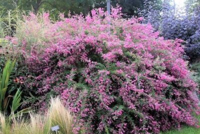 Lespedeza bicolor DWUBARWNA